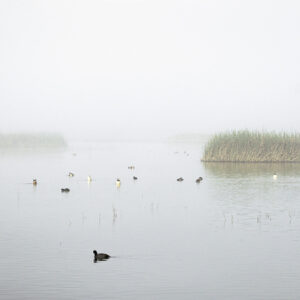 Fog and Waterfowls, Yolo Bypass Wildlife Area