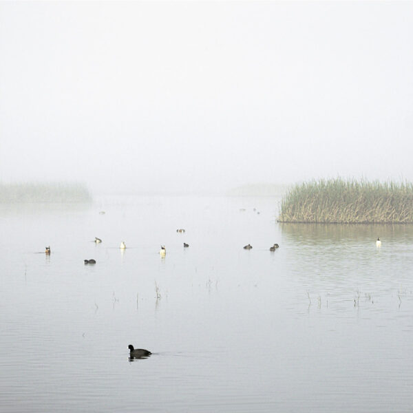Fog and Waterfowls, Yolo Bypass Wildlife Area
