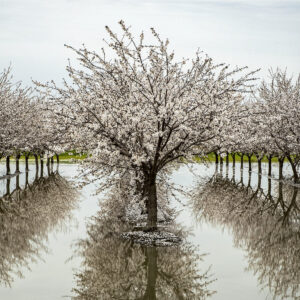 Flooded Orchard, Davis