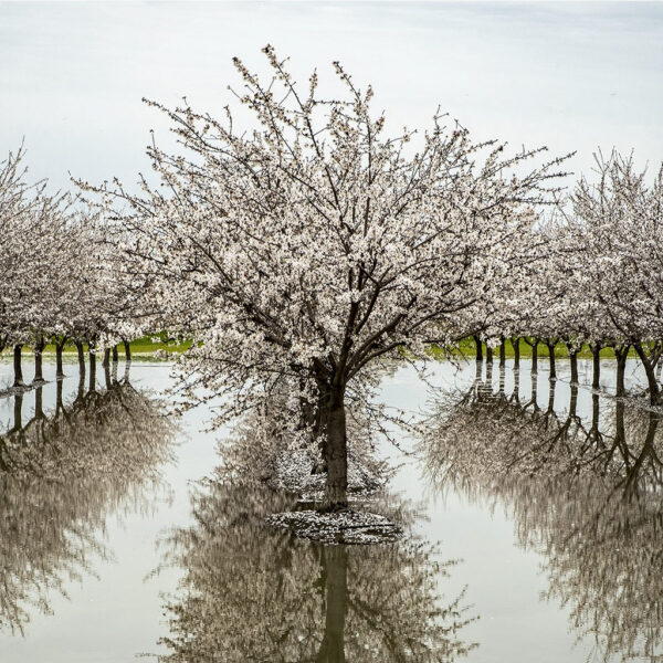 Flooded Orchard, Davis