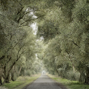 Olive Tree Lane, Davis