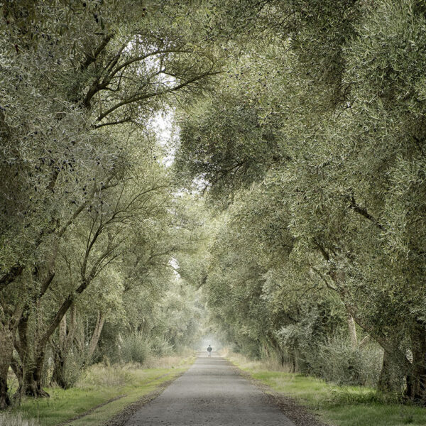 Olive Tree Lane, Davis
