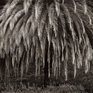 Palm Tree, Santa Cruz