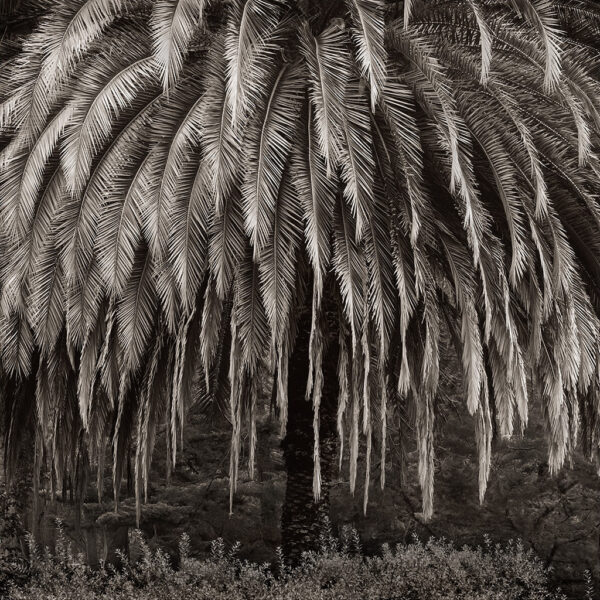 Palm Tree, Santa Cruz