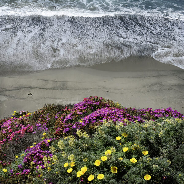 Wildflowers and Surf, The Sea Ranch