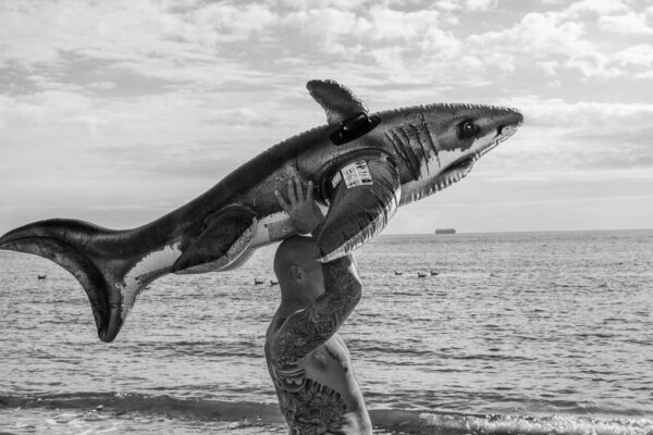 Shark Bear, 2021