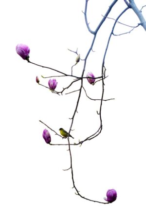 Magnolia & Goldfinch