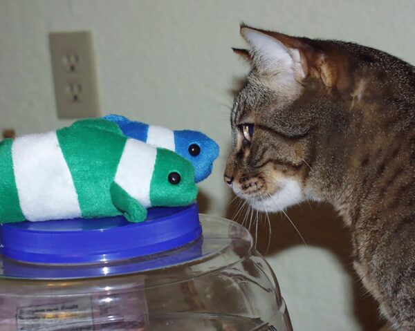 Stare Down