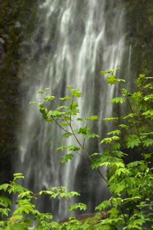 Vine Maple & Falls