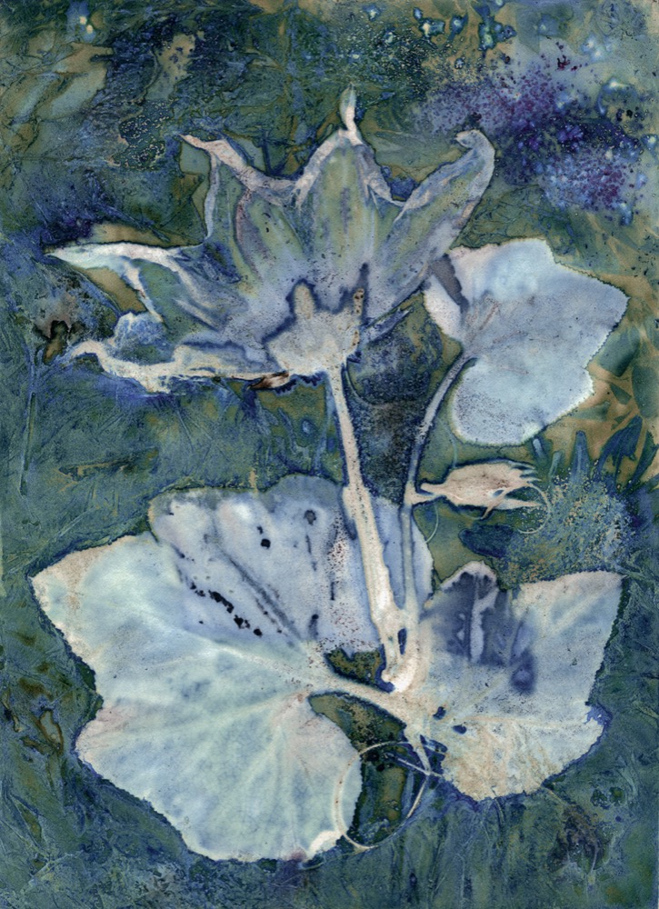 cyanotype 2 cyanotype 2