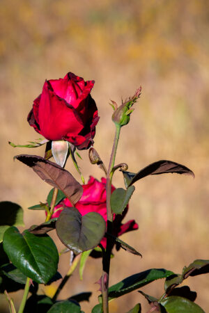 Roses at the Rancho