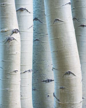 Aspen trunks