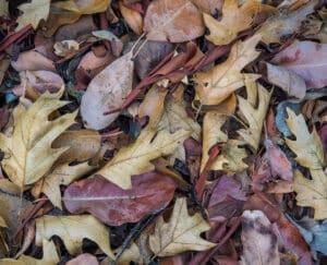 Black oak & madrone leaves