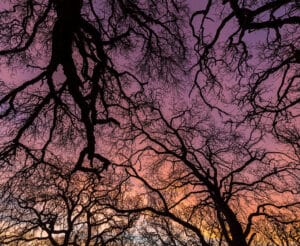 Blue oaks at dawn