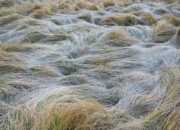 Frosted fall grasses