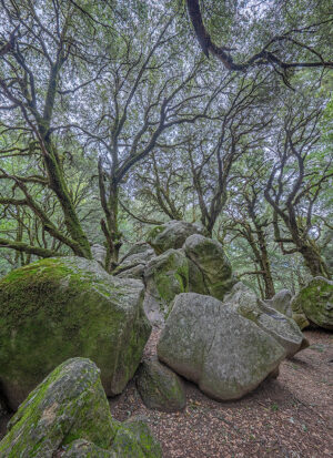 Live oaks & boulders