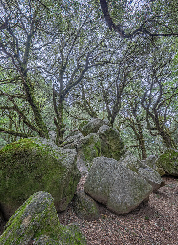 Live oaks & boulders
