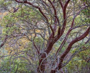 Manzanita