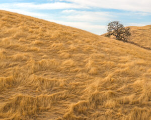 Millerton hills