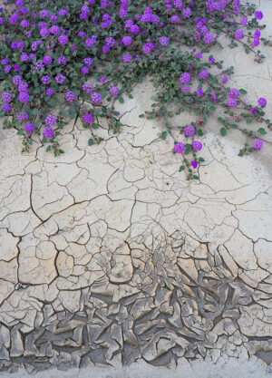 Mud cracks & verbena