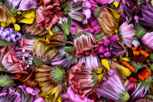 Beth Savidge - Spent Daisys