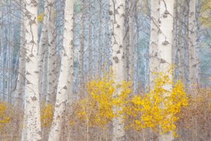 Charlotte Gibb - Aspens & The Blue Light