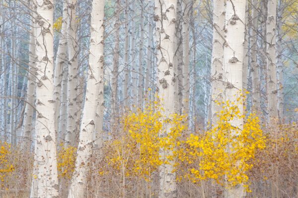 Charlotte Gibb - Aspens & The Blue Light