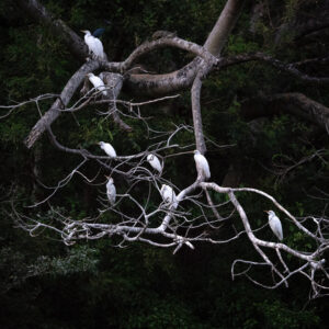 David Robertson - Herons-2