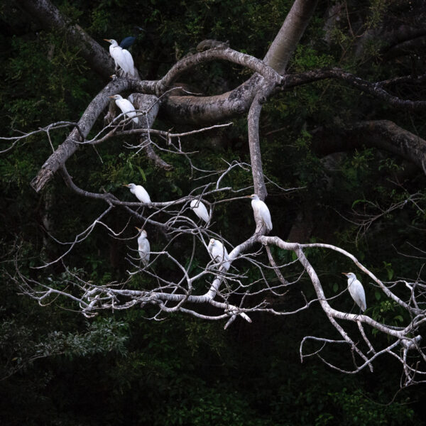 David Robertson - Herons-2
