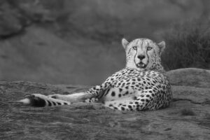 David Wong - Cheetah Repose