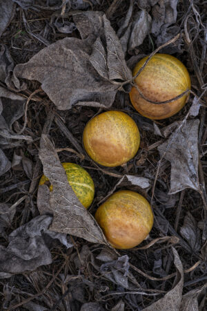 Franka Gabler - Buffalo Gourds, San Joaquin Valley