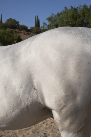 Horse Back