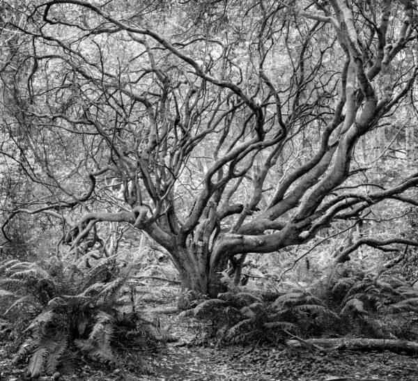 Joy Nieslony - Reaching