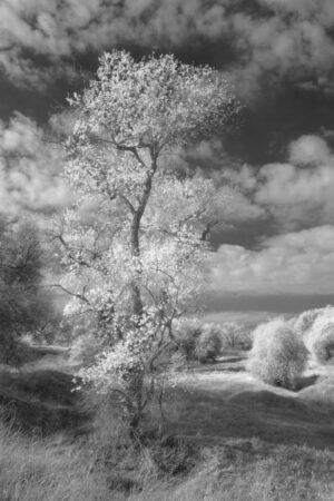 Judy Molle - Cottonwood