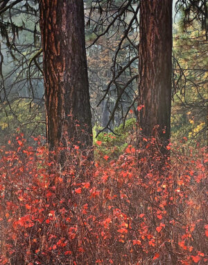 Larry Brenden - Autumn Frolic, Burney Fall, 4/40