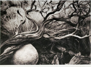 Michael E. Gordon - Manzanita Study