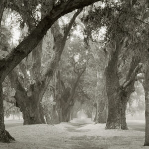 Rebecca Gregg - Live Oak & Fog