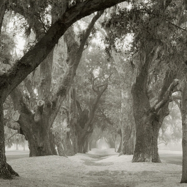 Rebecca Gregg - Live Oak & Fog