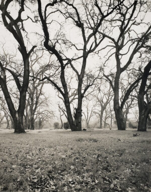 Rod Joliffe - Valley Oaks in Winter, Sacramento  2002