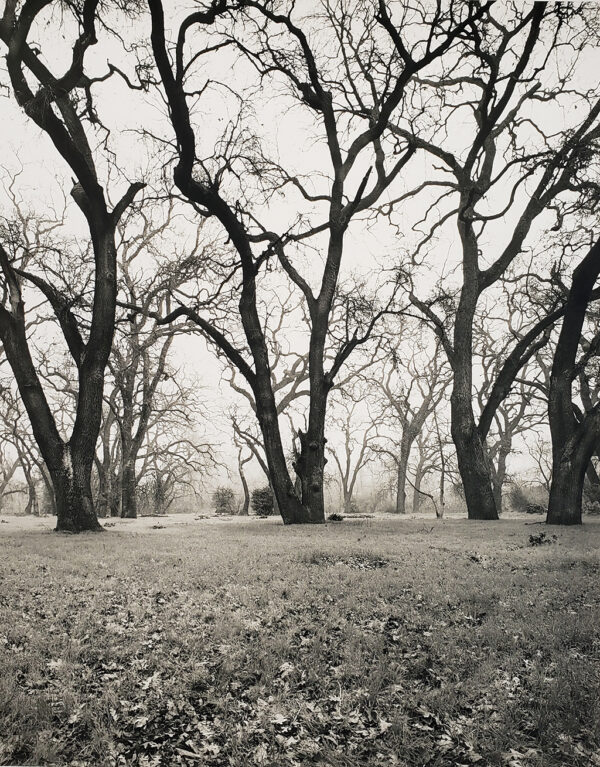 Rod Joliffe - Valley Oaks in Winter, Sacramento  2002