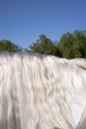 Mane