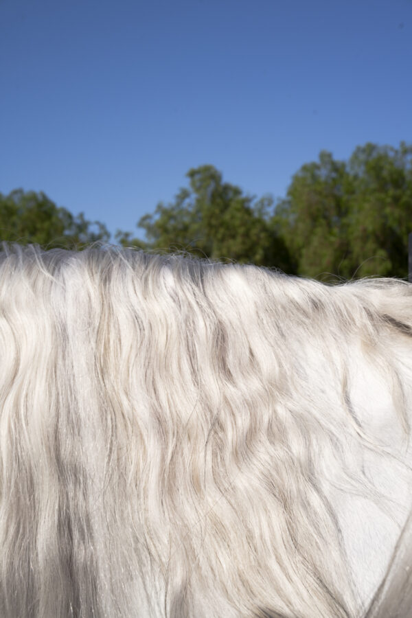 Mane