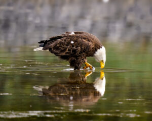 Michael Hodgson - Mirror Mirror ...