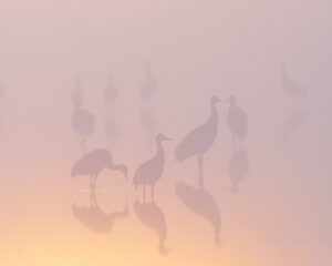 Jan Lightfoot - Whispers of Dawn