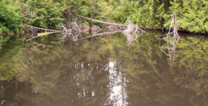 Kimberly Marhan - Gaping Jaws