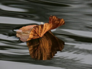 Gene McKinnon - Leaf