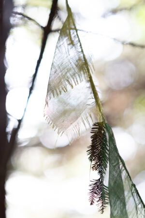 Mark Rideout - Redwood Prayers