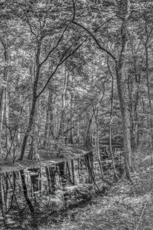 John Romie - Congaree #1 (Crop), South Carolina