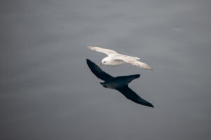 James Wilson - Light Phase Northern Fulmar Flying