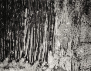 Loom and Bark